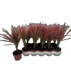 דרצנה קולוראמה - Dracaena Colorama