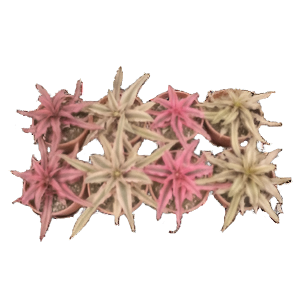 קריפטנתוס מיקס - Cryptanthus Mix