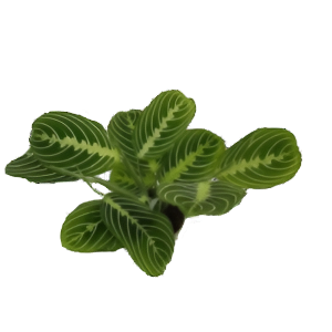 מרנטה למון ליים - Maranta Lemon