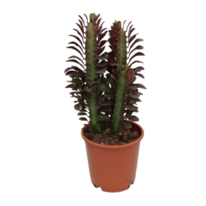 חלבלוב טריגונה רוברה - Euphorbia Trigona Rubra