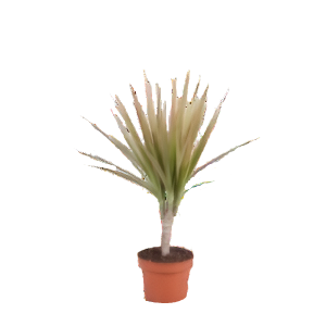 דרצנה מרגינטה ביקולור - Dracaena marginata Bicolor
