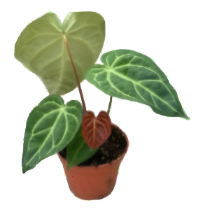 אנתוריון מגניפיקום - Anthurium Magnificum