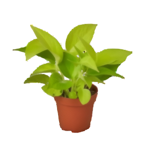 גולדן פותוס - Epipremnum Pinnatum Golden Pothos