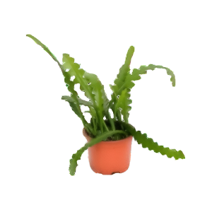 אפיפילום עצם דג - Epiphyllum Anguliger