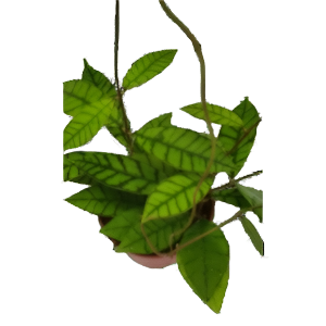 בת שבע קליסטופילה - Hoya Callistophylla
