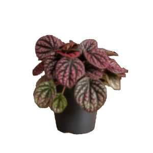 פפרומיה לוסינדה - Peperomia Lucinda