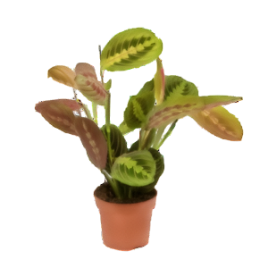 מרנטה פסינייטור - Maranta Fascinator