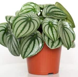 פפרומיה אבטיח - Peperomia Argyreia