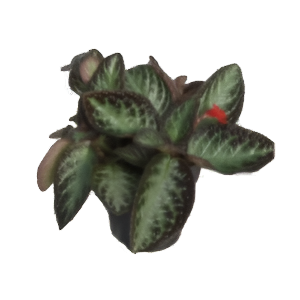אפיסקיה סילבר סקרין - Episcia Silver Screen