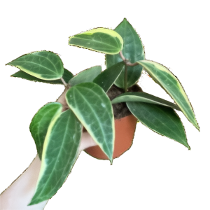 בת שבע אלבומרג’ינאטה סטאר אוף באלי - Hoya Albomarginata - Star of Bali