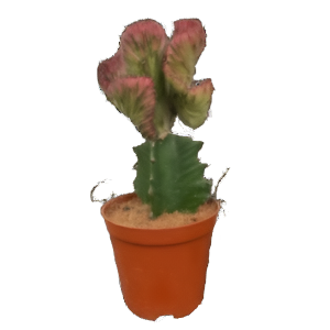חלבלוב מורכב לקתיאה קריסטטה אדום - Euphorbia Lactea Cristata Red
