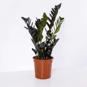 זמיה שחורה - Zamioculcas Zamiifolia Raven