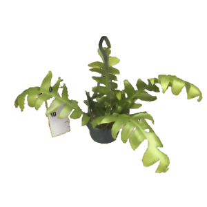 אפיפילום קריסוקרדיום - Epiphyllum chrysocardium