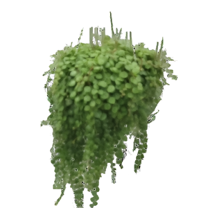 פפרומיה פרוסטרטה - Peperomia Prostrata
