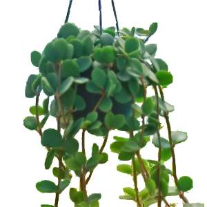 פפרומיה הופ - Peperomia Hope