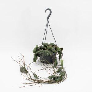 בת שבע אימבריקאטה - Hoya Imbricata