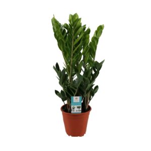 זמיוקולקס זמיפוליה - Zamioculcas Zamiifolia