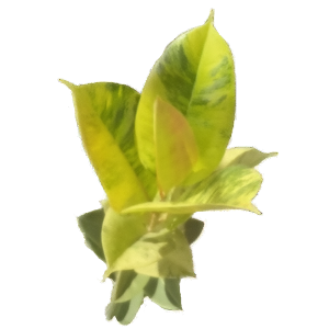פיקוס שיווריאנה - Ficus Shivereana
