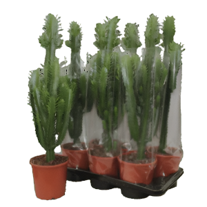 חלבלוב טריגונה - Euphorbia trigona