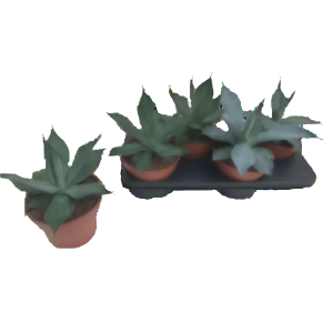 אגבה - Agave Mix