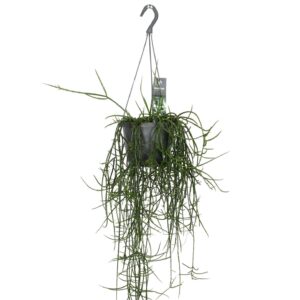 ריפסליס פלוקוזה - Rhipsalis Floccosa