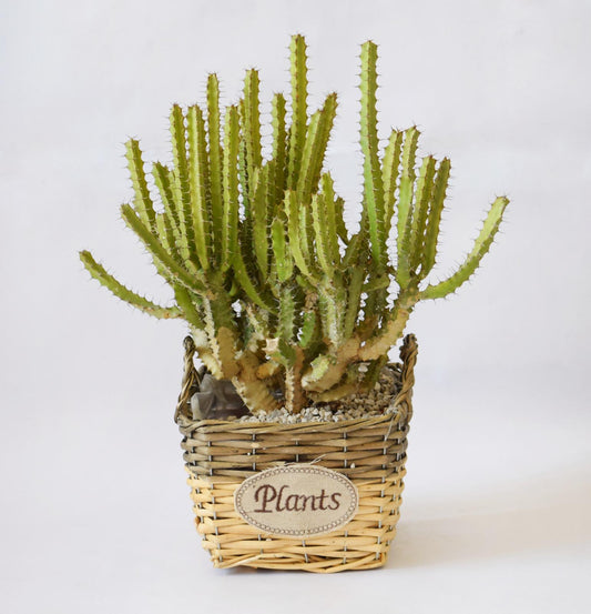 סוקולנט גדול- עציץ סלסילה "Plants"