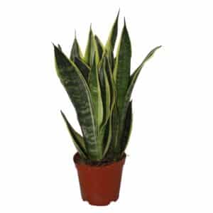 סנסיבריה קנרי - Sansevieria Canary