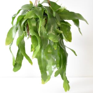 אפיפילום פומילום - Epiphyllum Pumilum