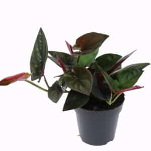 סינגוניום רד ארו - Syngonium Red Arrow