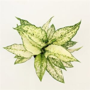 אגלאונמה קיוי - Aglaonema Kiwi