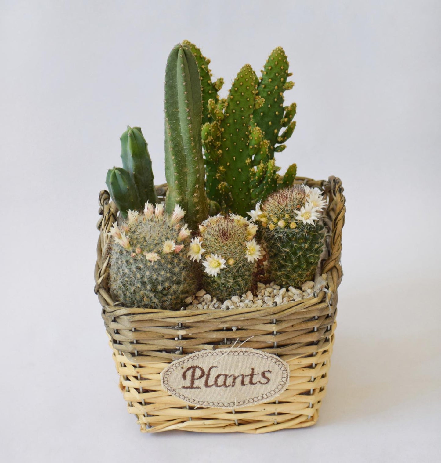 סוקולנטים קטנים- עציץ סלסילה "Plants"