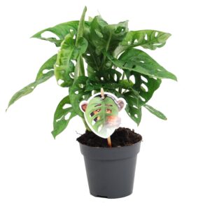 מונסטרה מאנקי - Monstera Obliqua monkey