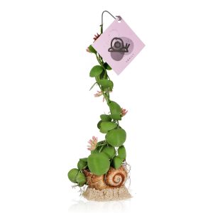 דישידיה חילזון - Dischidia Snaily