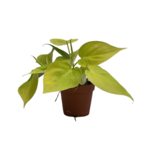 גולדן פותוס - Epipremnum Pinnatum Golden Pothos