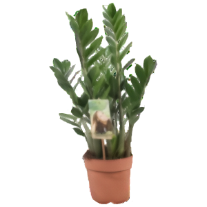 זמיוקולקאס זמיפוליה - Zamioculcas Zamiifolia