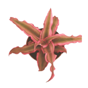 קריפטנתוס פינק סטארלייט - Cryptanthus pink Starlight