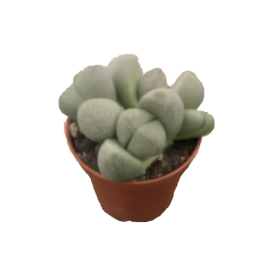 פליוספילוס נלי מושבה - Pleiospilos Nellii Group