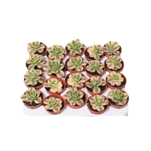 ניצחה סטארבורסט - Aeonium Starburst
