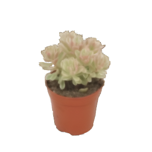 צורית אליס - Sedum Alice variegata