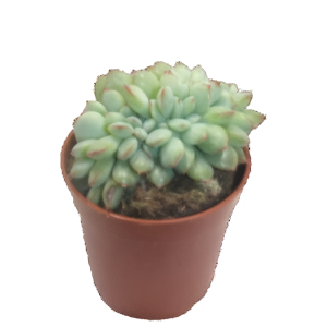 כפנית פינק אדג’ קריסטטה - Echeveria Pink Edge Cristata