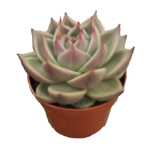 כפנית דארק גרין רד - echeveria dark green red