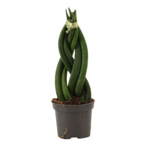 סנסיבריה צמה - Sansevieria cylindrica Braid