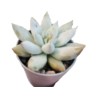 כפנית טולימאננסיס לבן - Echeveria Tolimanensis White