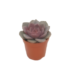 כפנית מינה - Echeveria Mina