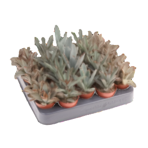 ניצנית לבידה מיקס - Kalanchoe Tomentosa Mix