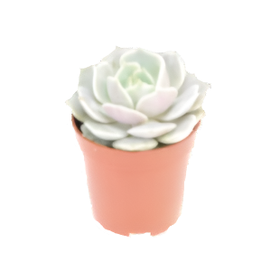 כפנית לולה - Echeveria Lola
