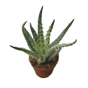 אלוי הומיליס - Aloe Humilis