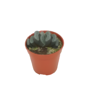 הוורתיה טרונקטה - Haworthia Truncata