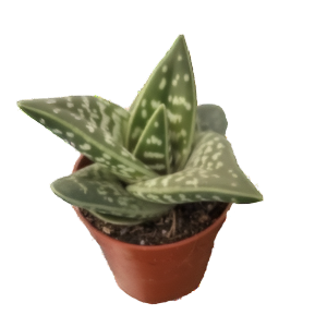 אלוי וורייגטה - Aloe Variegata