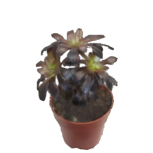 ניצחה שוורצקופף - Aeonium Schwartzkopf